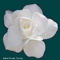 Gardenia-Hata-flower